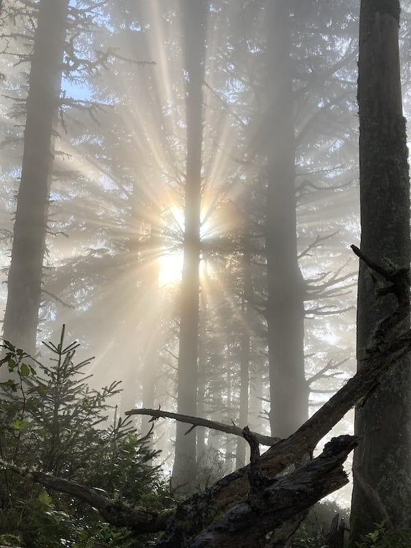 Light shining through grove of pine trees